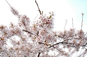 cherry-blossoms1.jpg